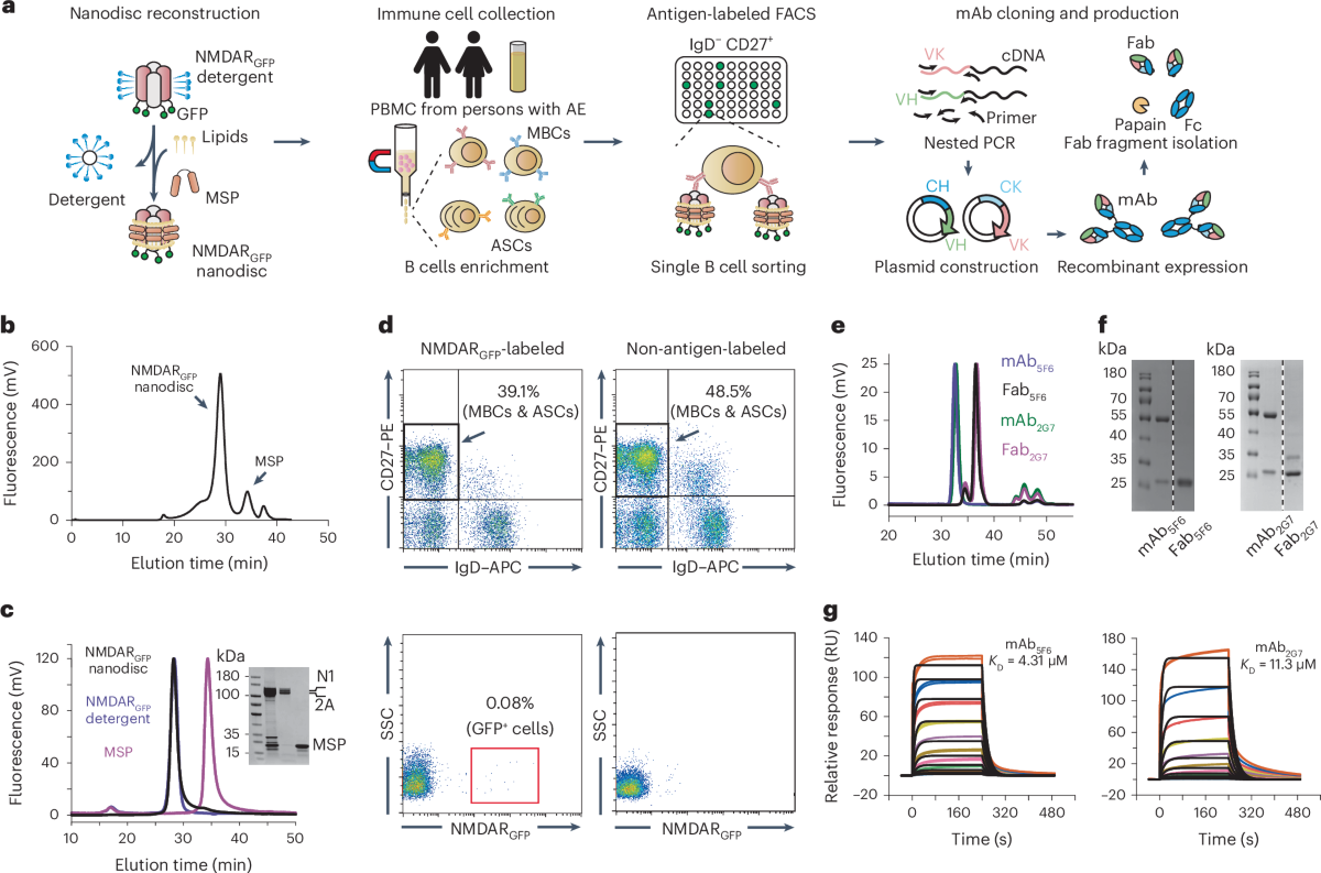 Structural basis for antibody-mediated NMDA receptor clustering and  endocytosis in autoimmune encephalitis | Nature Structural & Molecular  Biology