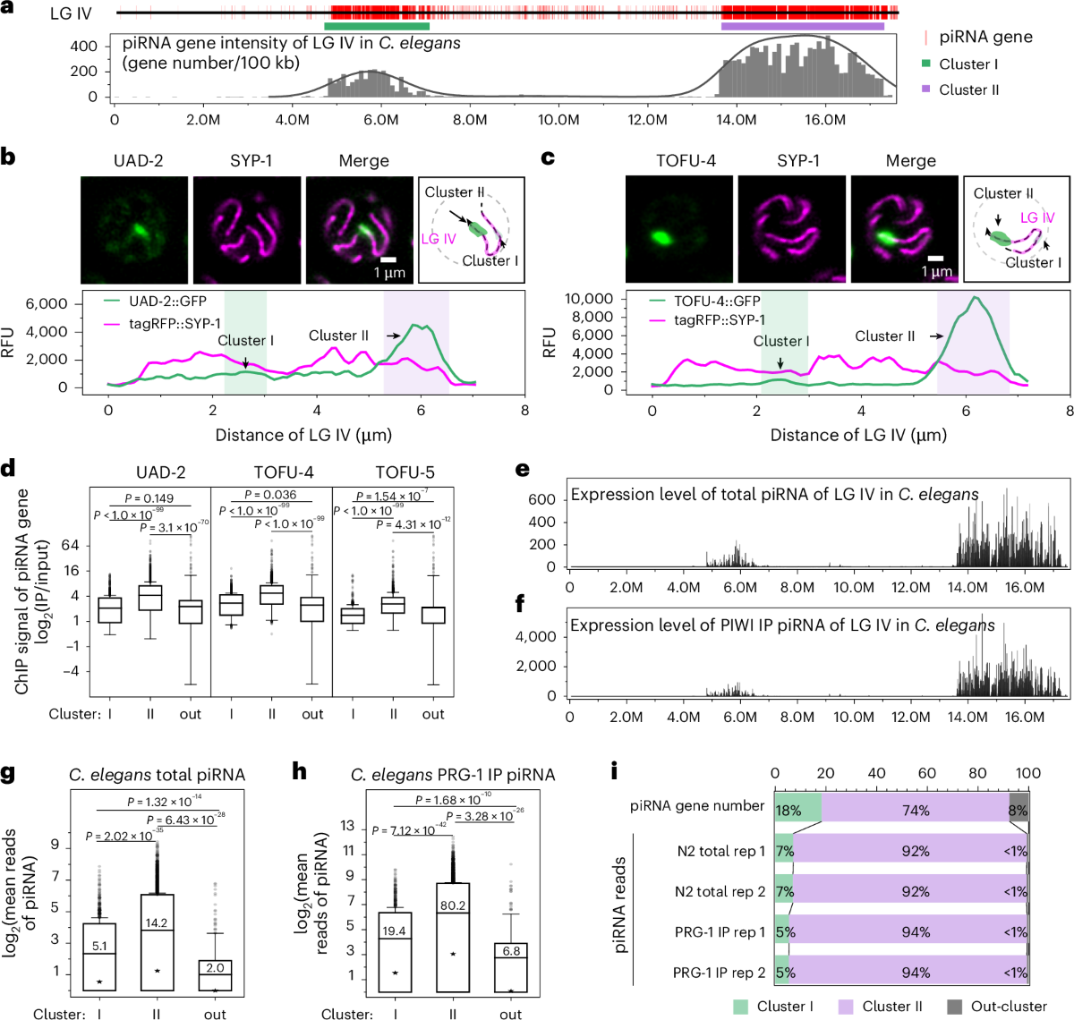 piRNA gene density and SUMOylation organize piRNA transcriptional  condensate formation | Nature Structural & Molecular Biology
