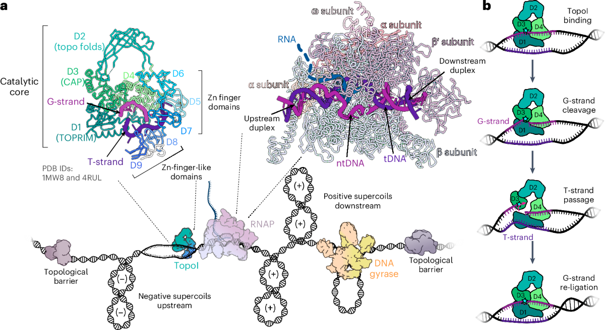 DNA topoisomerase I acts as supercoiling sensor for bacterial transcription  elongation | Nature Structural & Molecular Biology