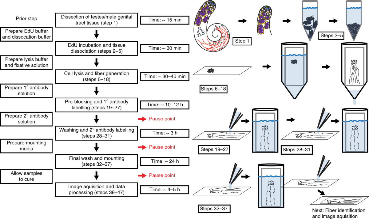 Superresolution imaging of chromatin fibers to visualize epigenetic  information on replicative DNA | Nature Protocols