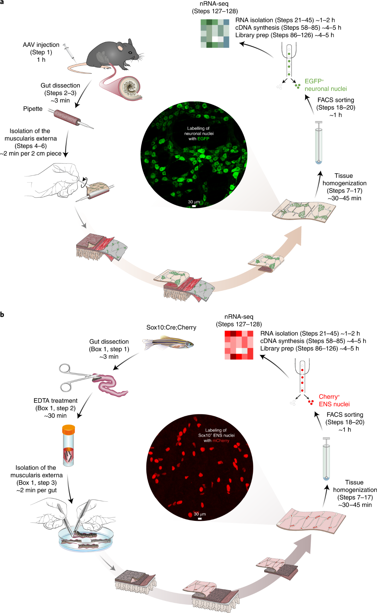 Molecular profiling of enteric nervous system cell lineages | Nature  Protocols