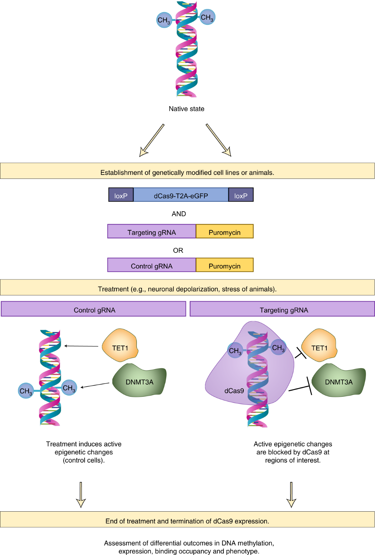 l1002)This Is Determinations/デタミネーションズ/LP/レコード/国内盤/LM-2720/邦楽/レゲエ/スカ/SKA/Wherever You Maybe/Four Finger : full of determination: ミュージック