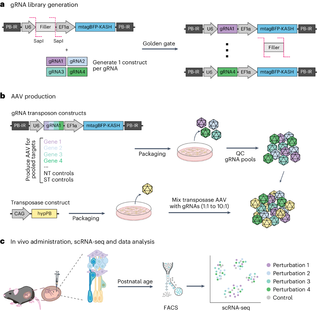 Massively parallel in vivo Perturb-seq screening | Nature Protocols