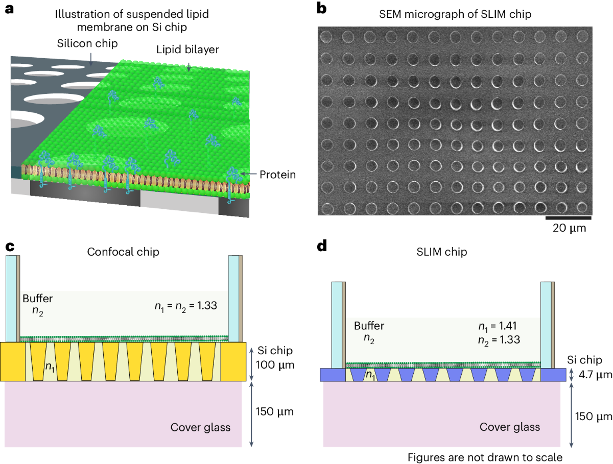 Highly stable planar asymmetric suspended membranes for investigating  protein dynamics and membrane fusion