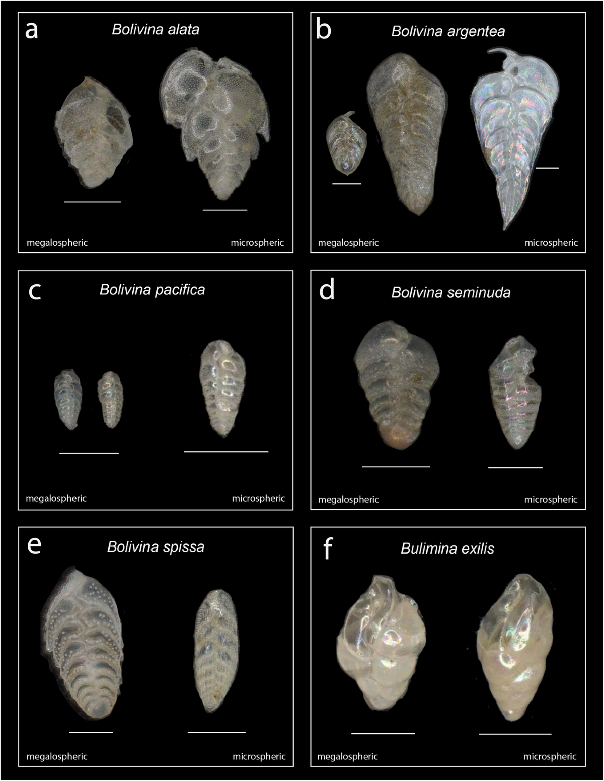 An 800-year record of benthic foraminifer images and 2D morphometrics from  the Santa Barbara Basin | Scientific Data, image size:1200x1552