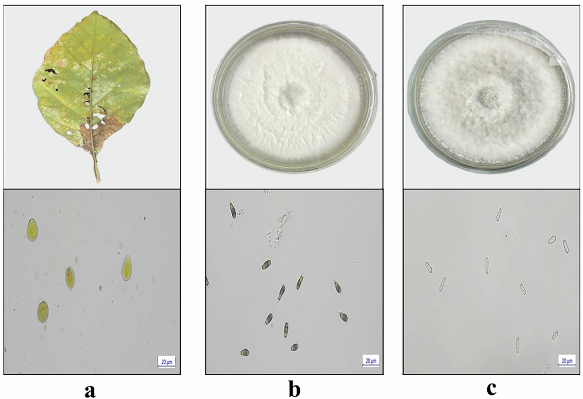 https://media.springernature.com/lw1200/springer-static/image/art%3A10.1038%2Fs41597-025-06264-2/MediaObjects/41597_2025_6264_Fig3_HTML.png