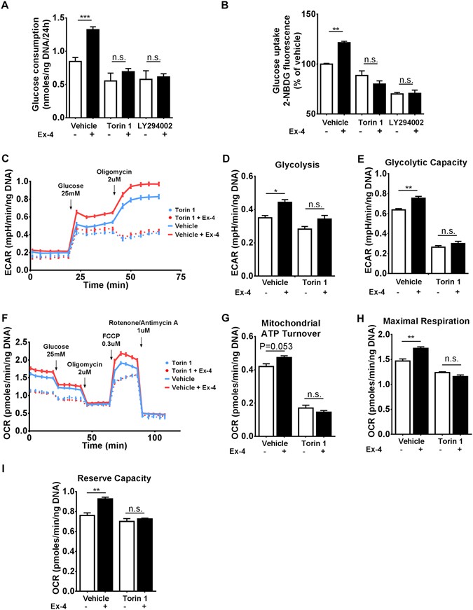 GLP-1 receptor signalling promotes β-cell glucose metabolism via mTOR-dependent HIF-1α activation GLP-1 receptor signalling promotes β-cell glucose metabolism via mTOR-dependent HIF-1α activation