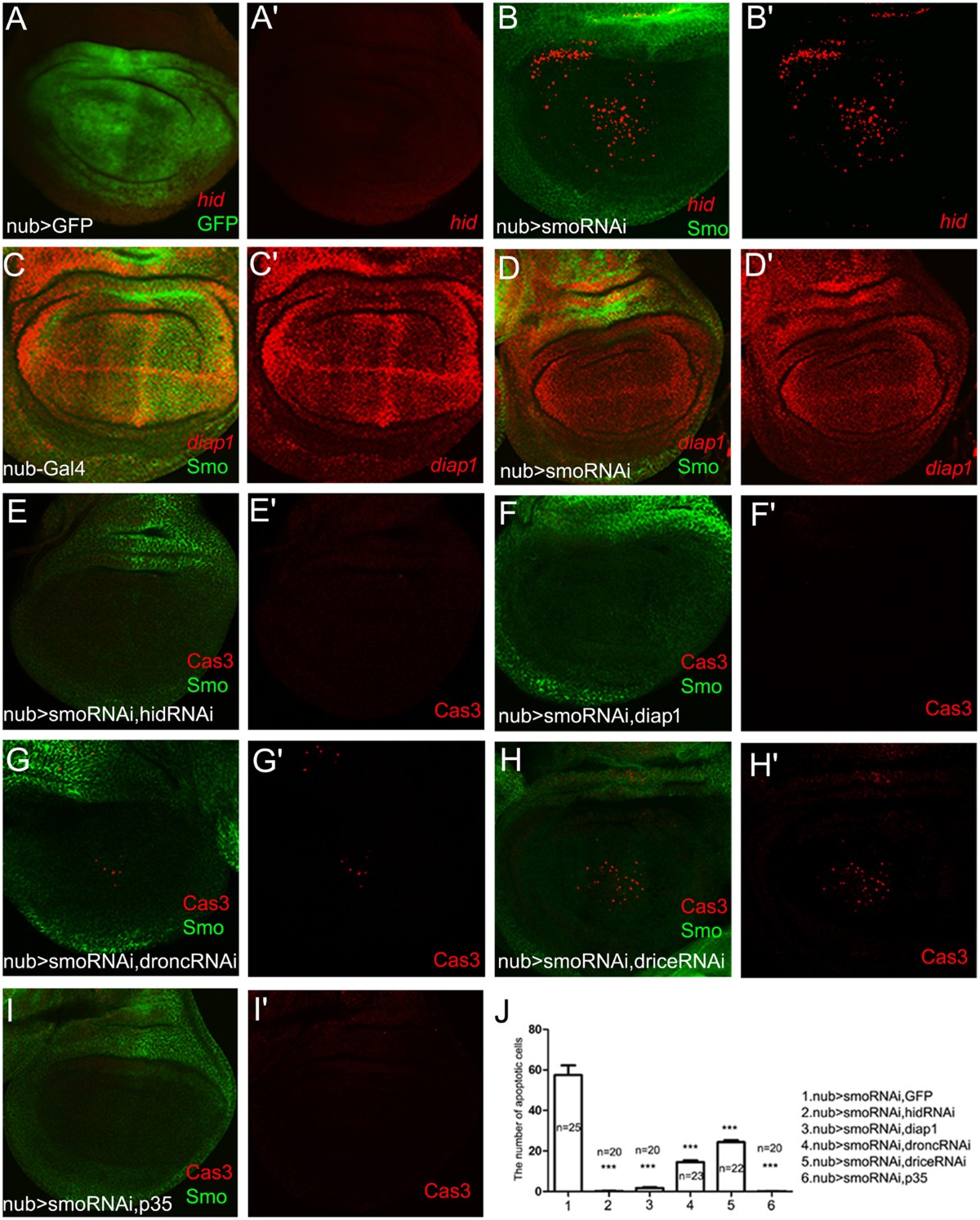 bpc-157 celiac disease Stable Gastric Pentadecapeptide BPC 157 as a Therapy and Safety Key: A  Special Beneficial Pleiotropic Effect Controlling and Modulating  Angiogenesis and the NO-System
