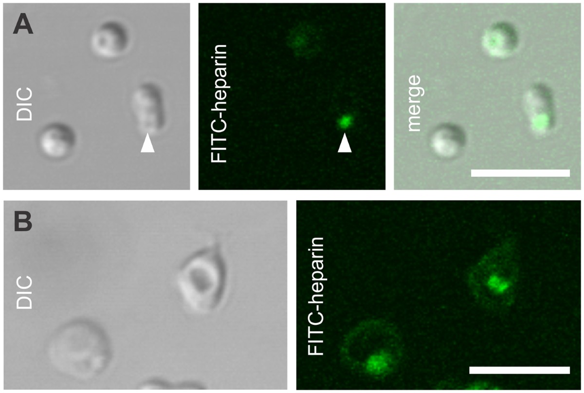 Exploitation of a newly-identified entry pathway into the malaria  parasite-infected erythrocyte to inhibit parasite egress | Scientific  Reports