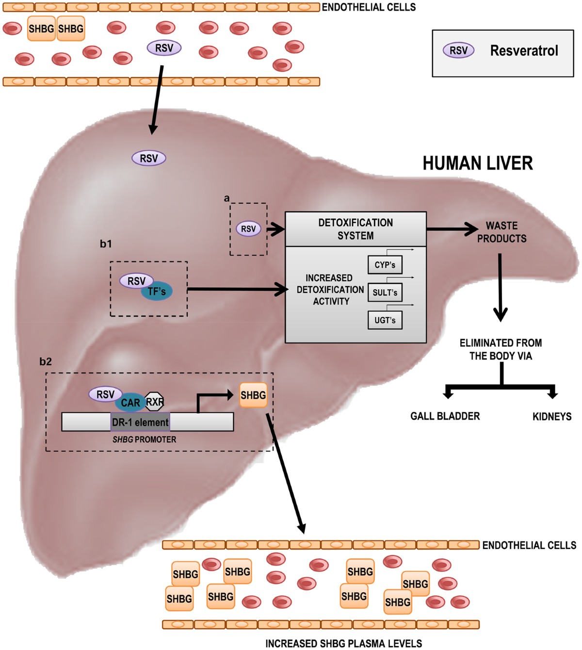 l carnitine shbg Resveratrol Increases Hepatic SHBG Expression through Human Constitutive  Androstane Receptor: a new Contribution to the French Paradox