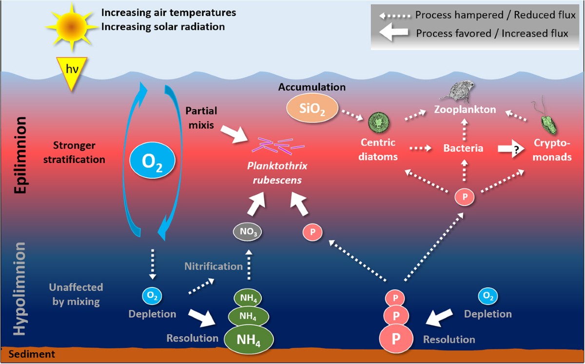Abrupt stop of deep water turnover with lake warming: Drastic consequences  for algal primary producers | Scientific Reports