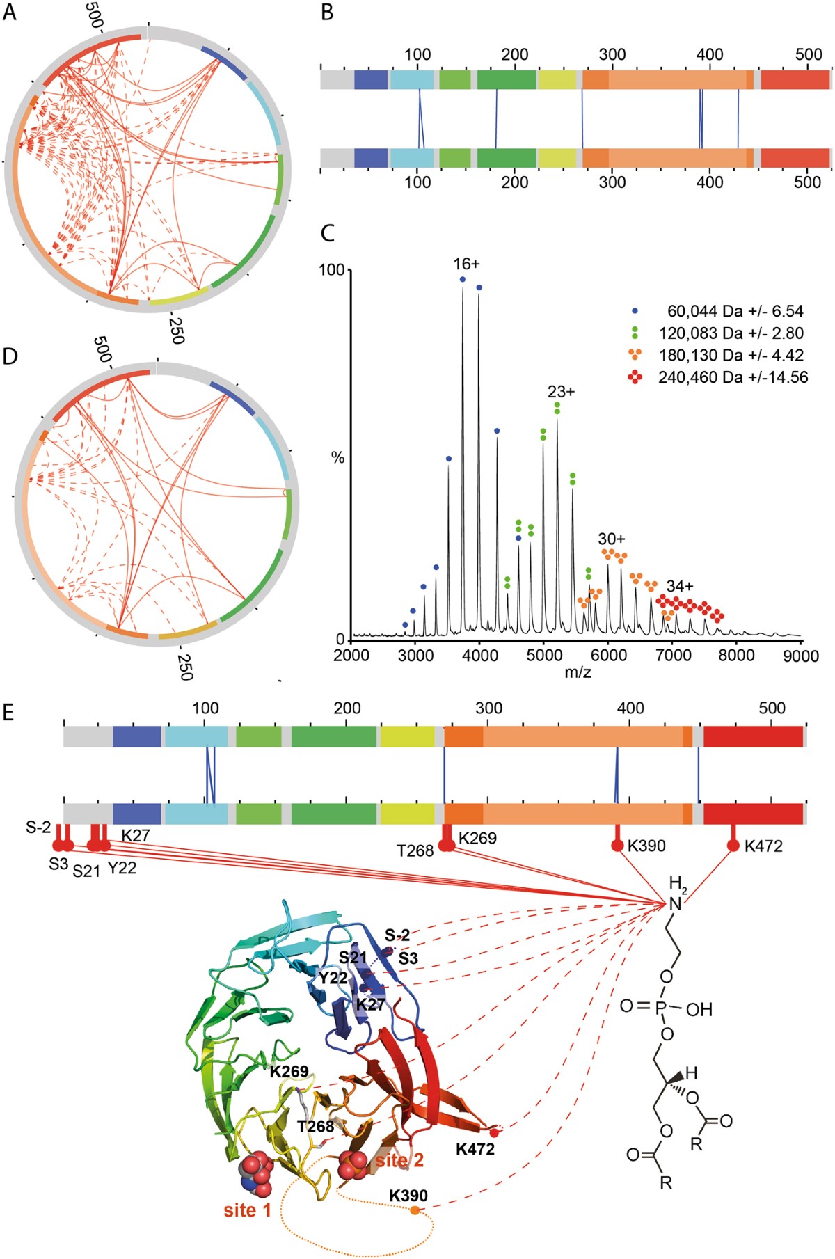 Structure based biophysical characterization of the PROPPIN Atg18 shows  Atg18 oligomerization upon membrane binding | Scientific Reports