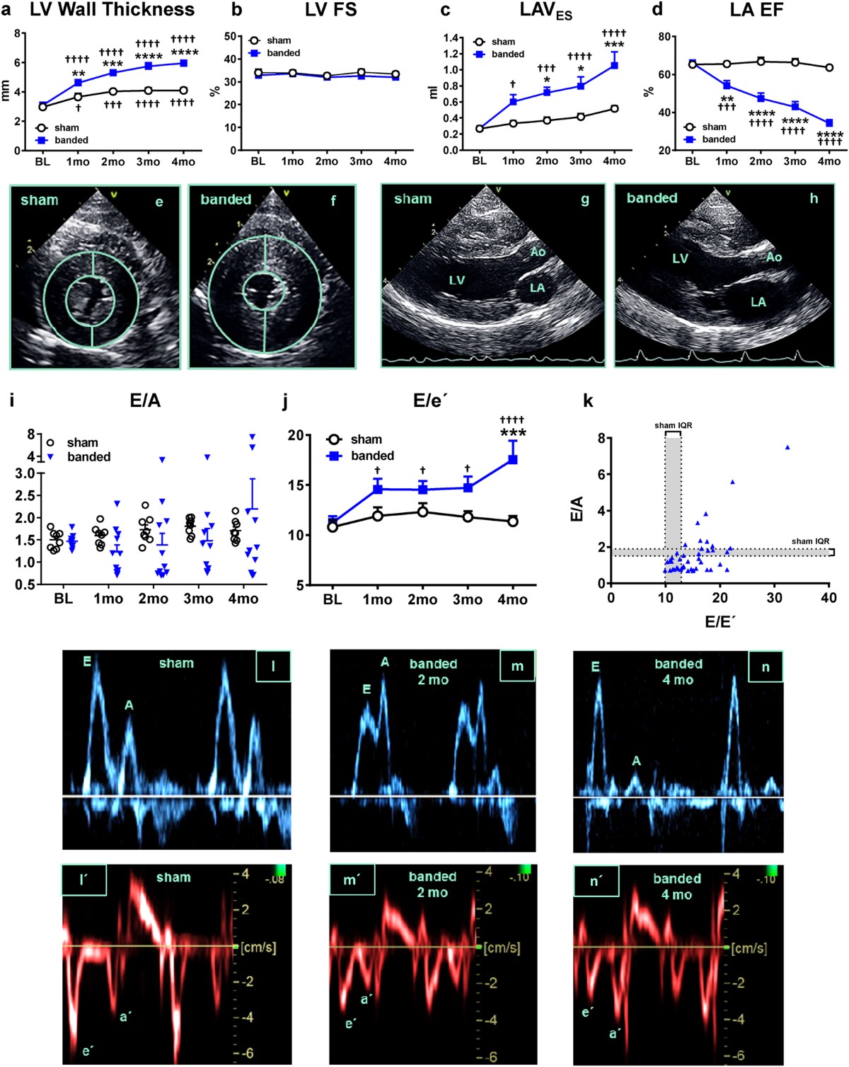 A Feline HFpEF Model with Pulmonary Hypertension and Compromised Pulmonary  Function | Scientific Reports