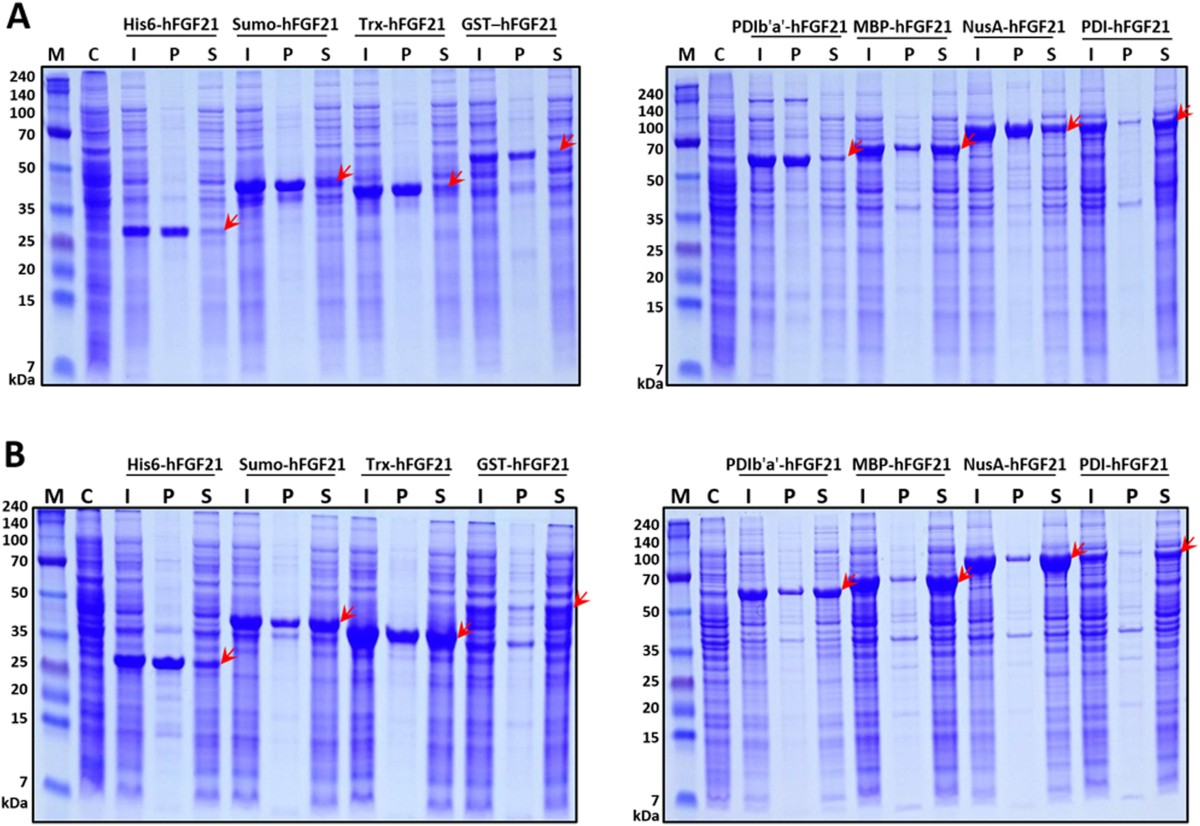 Prokaryotic soluble expression and purification of bioactive human  fibroblast growth factor 21 using maltose-binding protein | Scientific  Reports