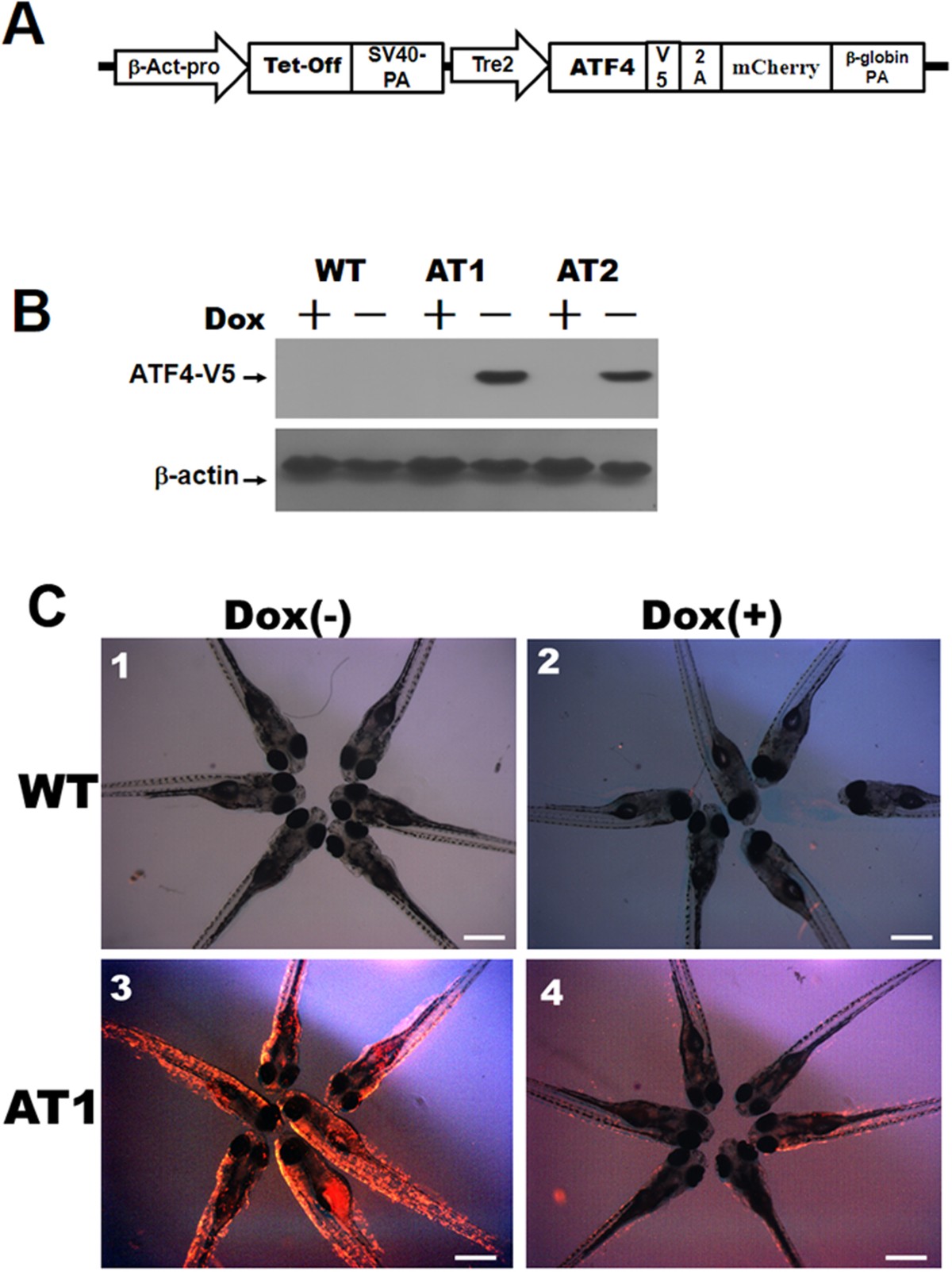 ATF4 overexpression induces early onset of hyperlipidaemia and hepatic  steatosis and enhances adipogenesis in zebrafish | Scientific Reports