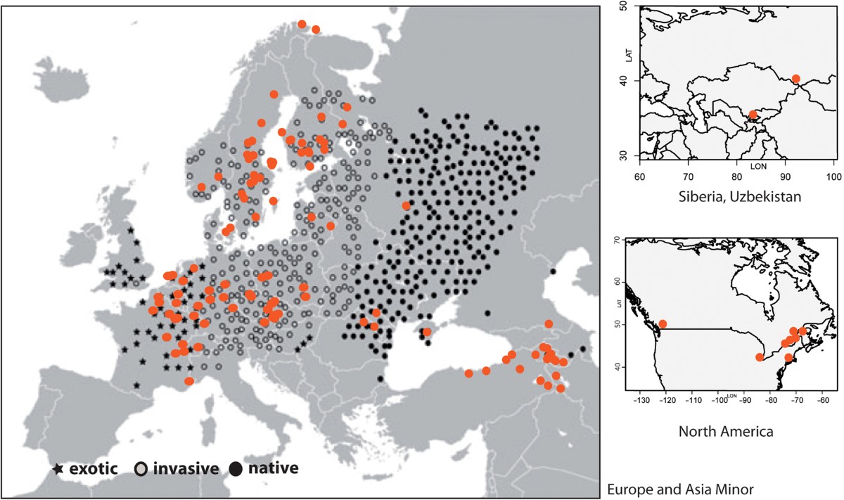 Early-Mid Pleistocene genetic differentiation and range expansions as  exemplified by invasive Eurasian Bunias orientalis (Brassicaceae) indicates  the Caucasus as key region | Scientific Reports