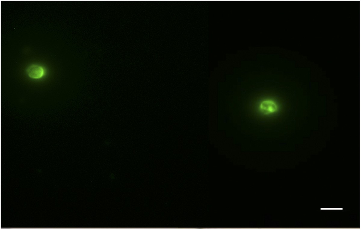 Three-dimensional (3D) culture of adult murine colon as an in vitro model  of cryptosporidiosis: Proof of concept | Scientific Reports