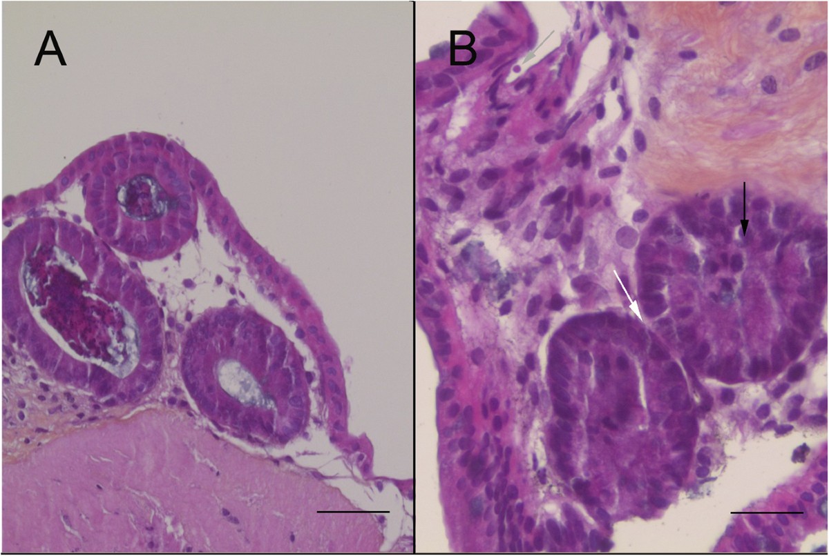 Three-dimensional (3D) culture of adult murine colon as an in vitro model  of cryptosporidiosis: Proof of concept | Scientific Reports