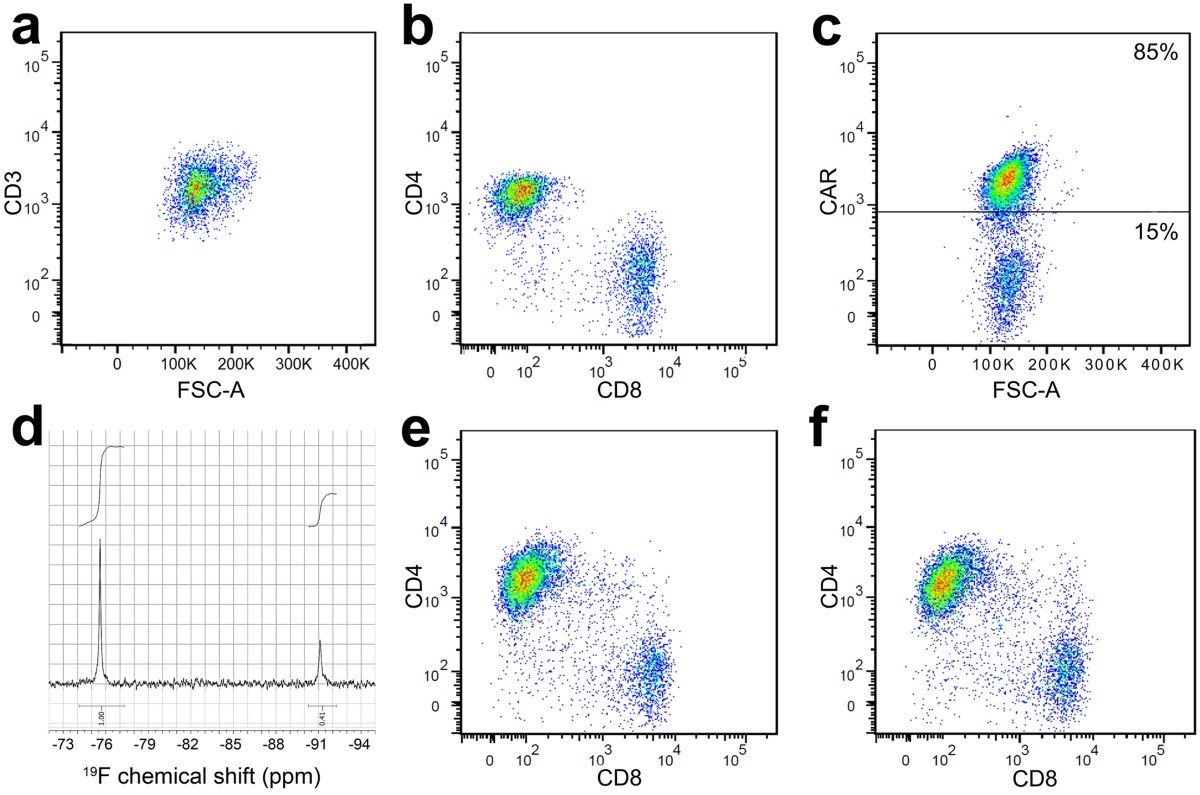 Fluorine-19 nuclear magnetic resonance of chimeric antigen receptor T cell  biodistribution in murine cancer model
