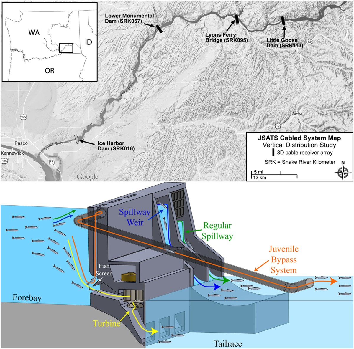 Three-dimensional migration behavior of juvenile salmonids in reservoirs  and near dams | Scientific Reports