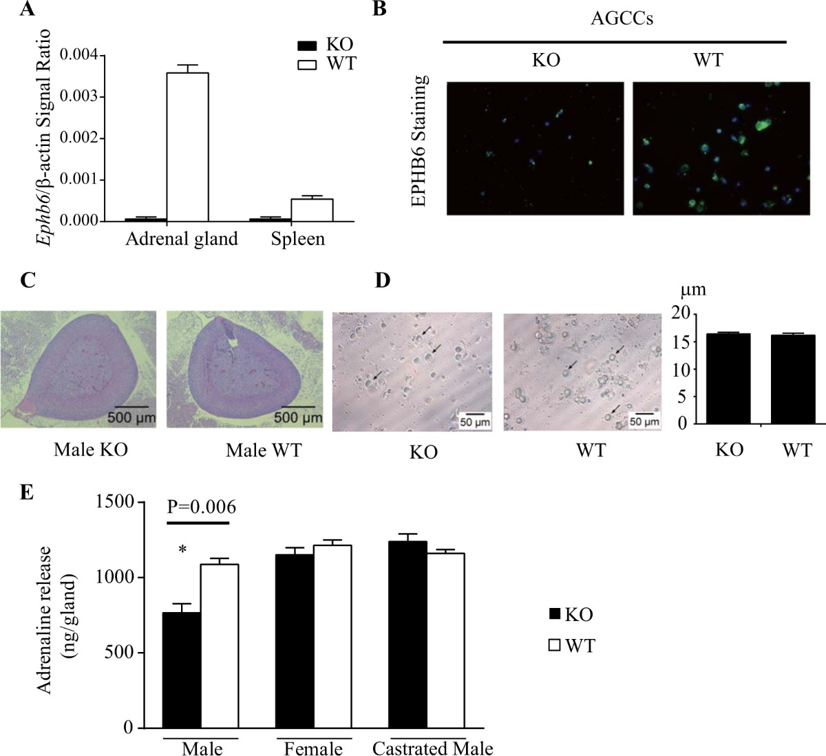 EPHB6 and testosterone in concert regulate epinephrine release by adrenal  gland chromaffin cells | Scientific Reports