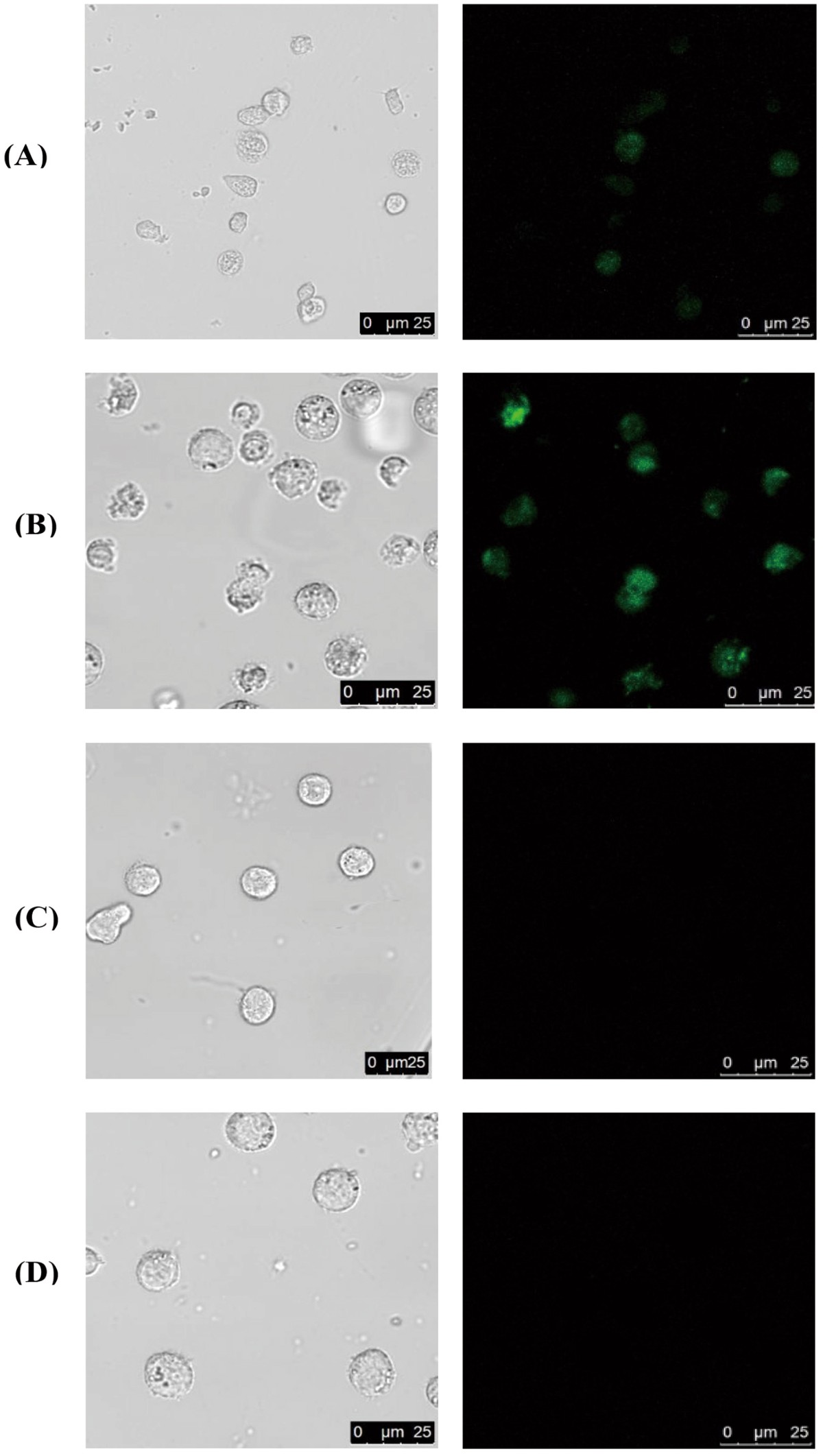 how safe is ipamorelin CJC-1295 + Ipamorelin