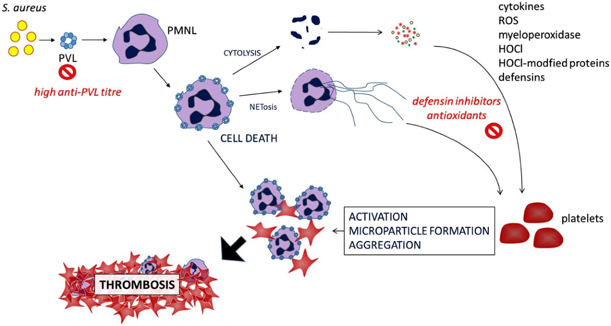 nac glutathione covid 19 Frontiers