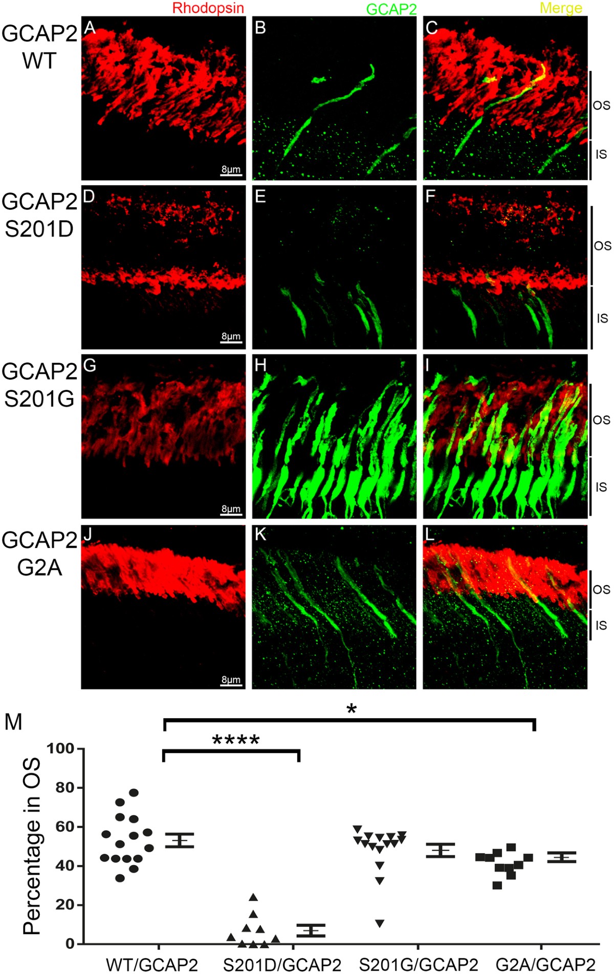 Molecular determinants of Guanylate Cyclase Activating Protein subcellular distribution in photoreceptor cells of the retina | Scientific Reports molecular-determinants-of-guanylate-cyclase-activating-protein-subcellular-distribution-in-photoreceptor-cells-of-the-retina-scientific-reports