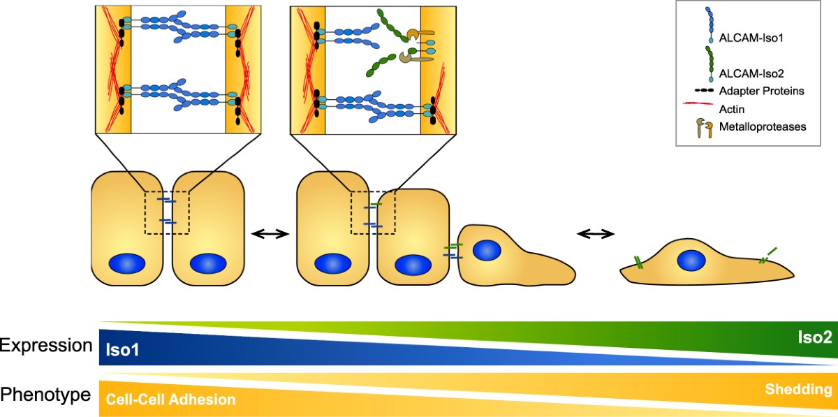 alcamz Alternative splicing of ALCAM enables tunable regulation of cell-cell  adhesion through differential proteolysis | Scientific Reports
