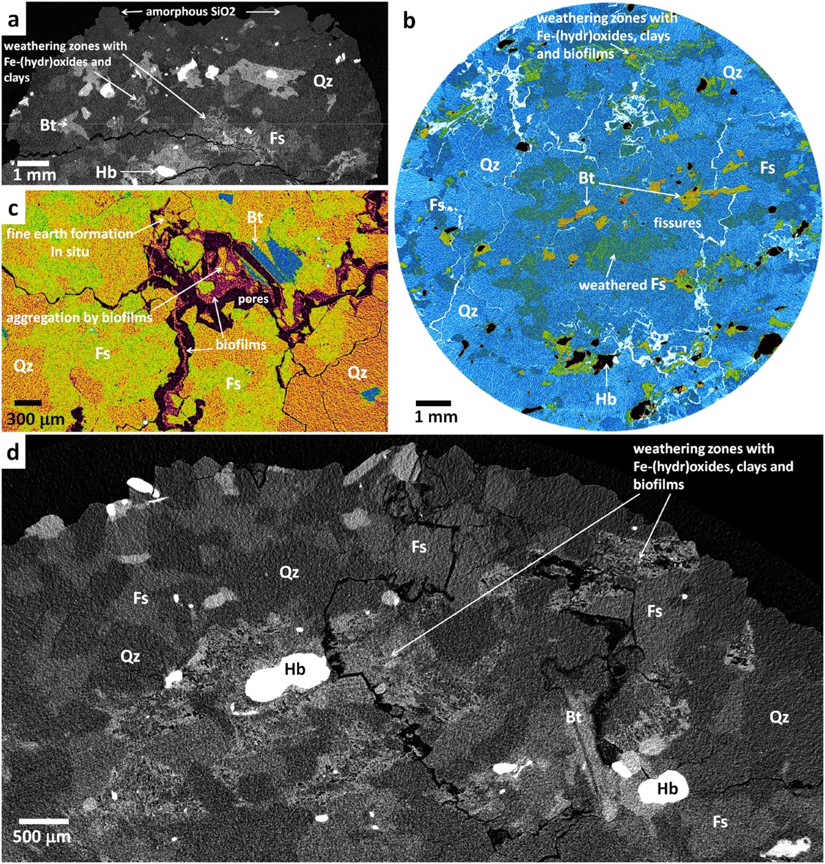 Alteration of rocks by endolithic organisms is one of the pathways for the  beginning of soils on Earth | Scientific Reports
