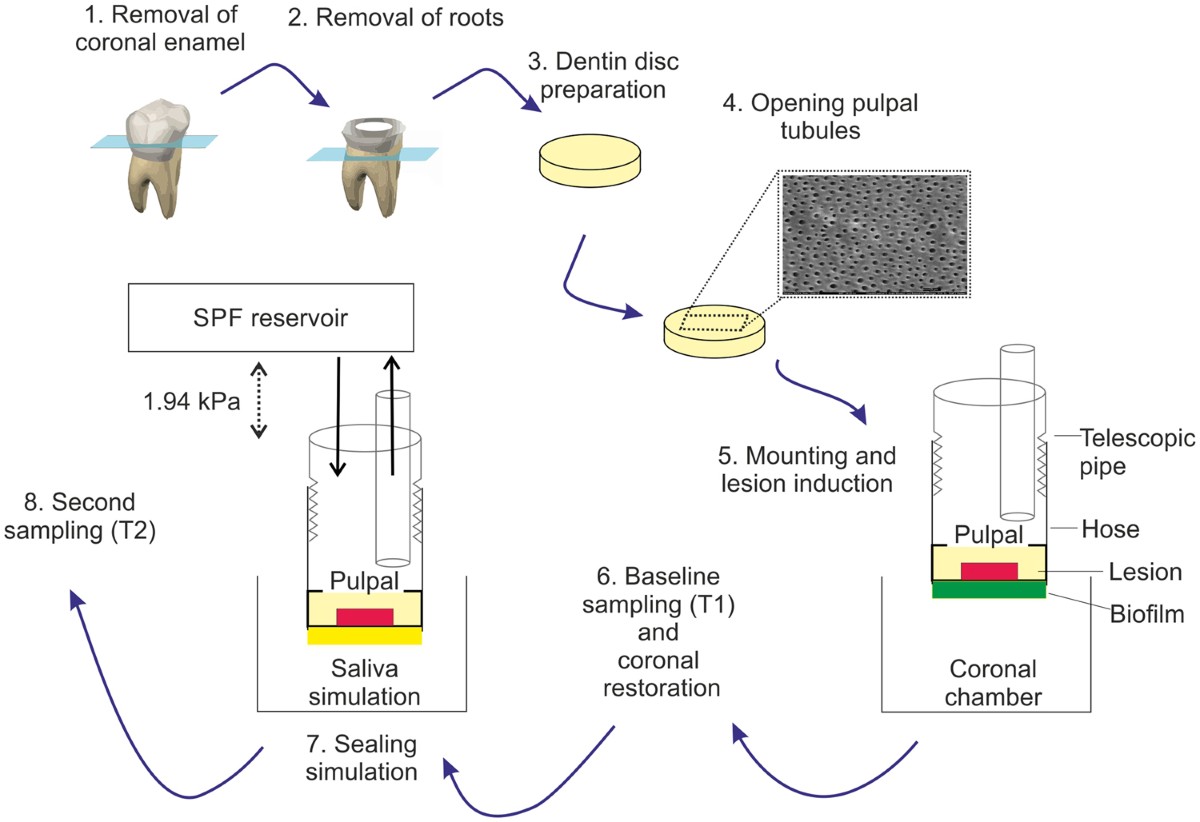 Bacterial reduction in sealed caries lesions is strain- and  material-specific | Scientific Reports