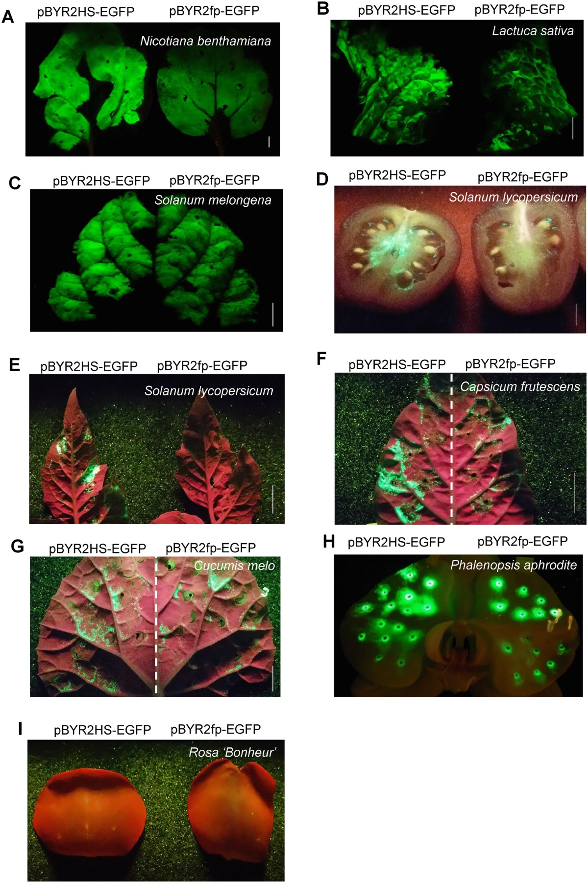 Improvement of the transient expression system for production of  recombinant proteins in plants