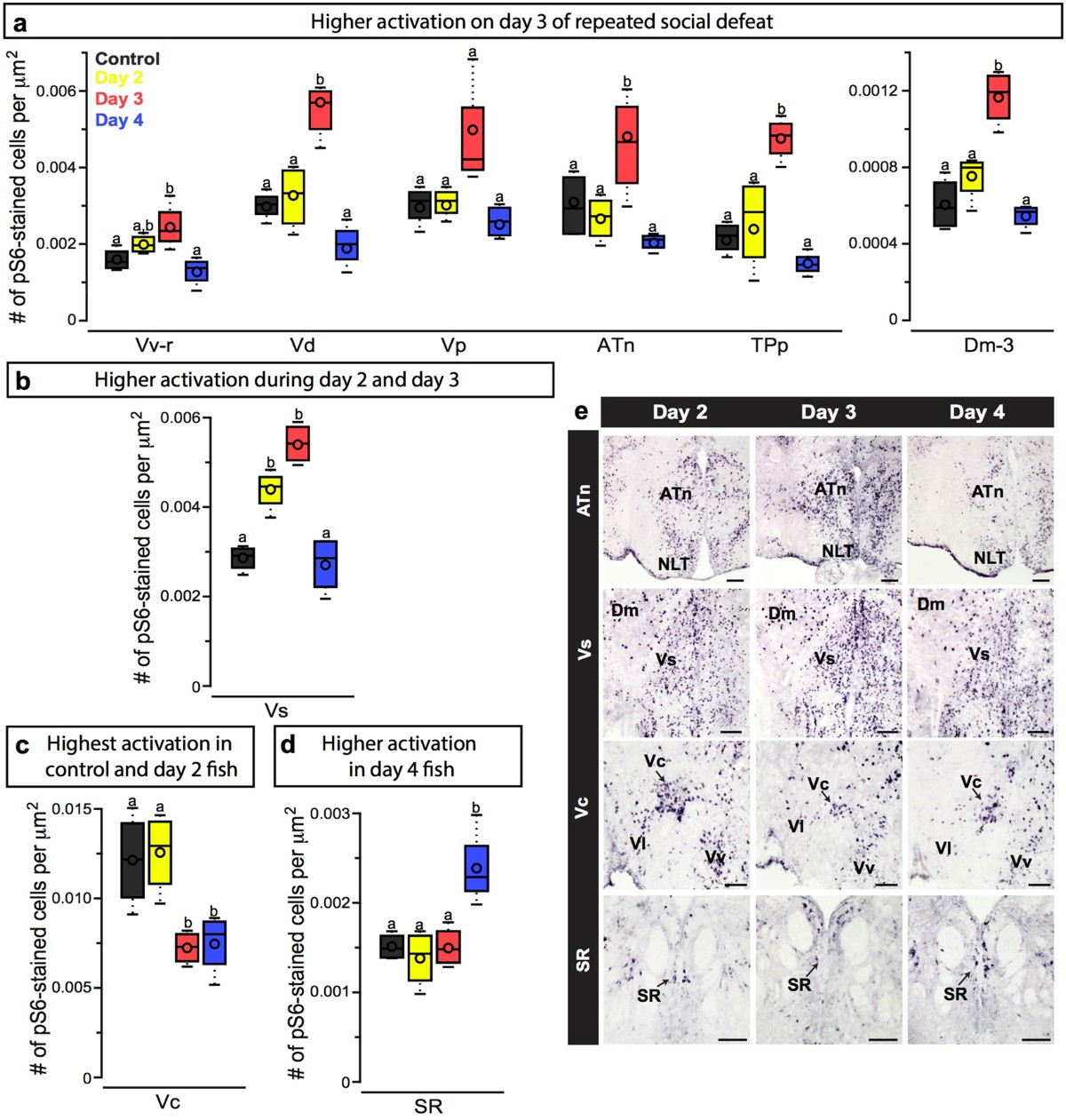 Neural and behavioural correlates of repeated social defeat | Scientific  Reports