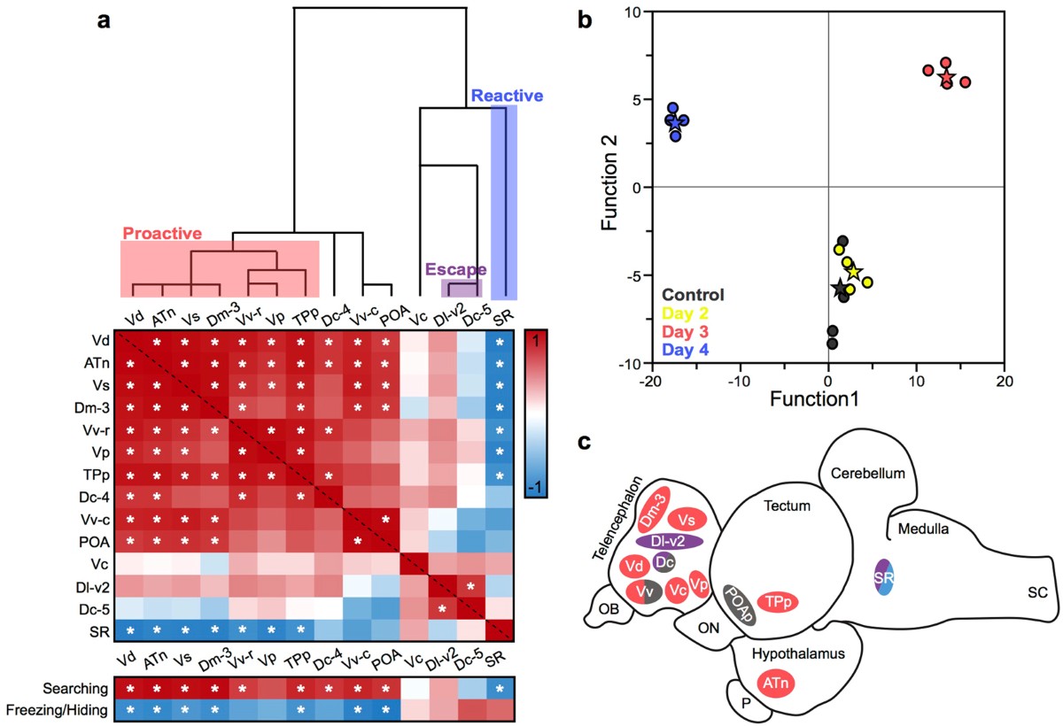 Neural and behavioural correlates of repeated social defeat | Scientific  Reports