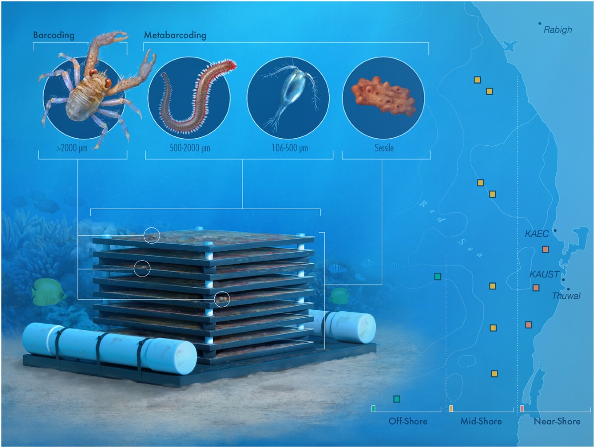 Cross-shelf investigation of coral reef cryptic benthic organisms reveals  diversity patterns of the hidden majority | Scientific Reports