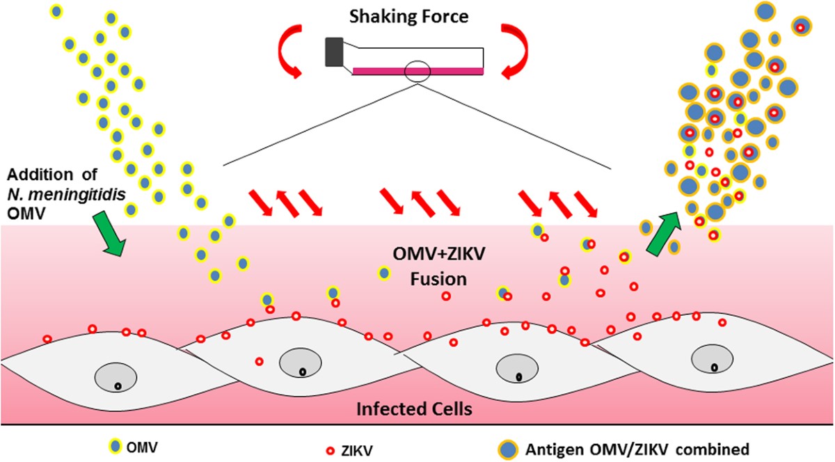 Outer Membrane Vesicles from Neisseria Meningitidis (Proteossome) Used for  Nanostructured Zika Virus Vaccine Production | Scientific Reports