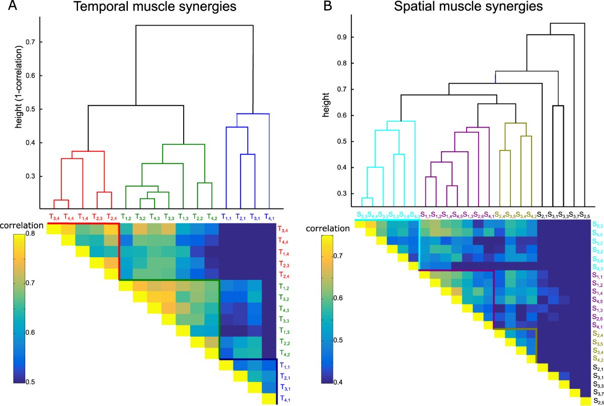 Deciphering the functional role of spatial and temporal muscle