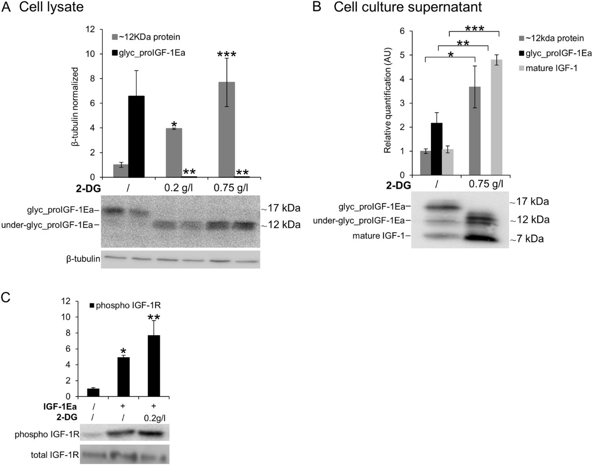 The intrinsically disordered E-domains regulate the IGF-1 prohormones  stability, subcellular localisation and secretion | Scientific Reports
