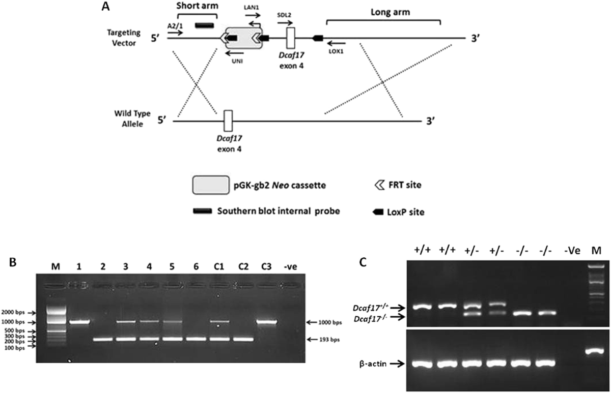 Deletion of DDB1- and CUL4- associated factor-17 (Dcaf17) gene causes  spermatogenesis defects and male infertility in mice | Scientific Reports