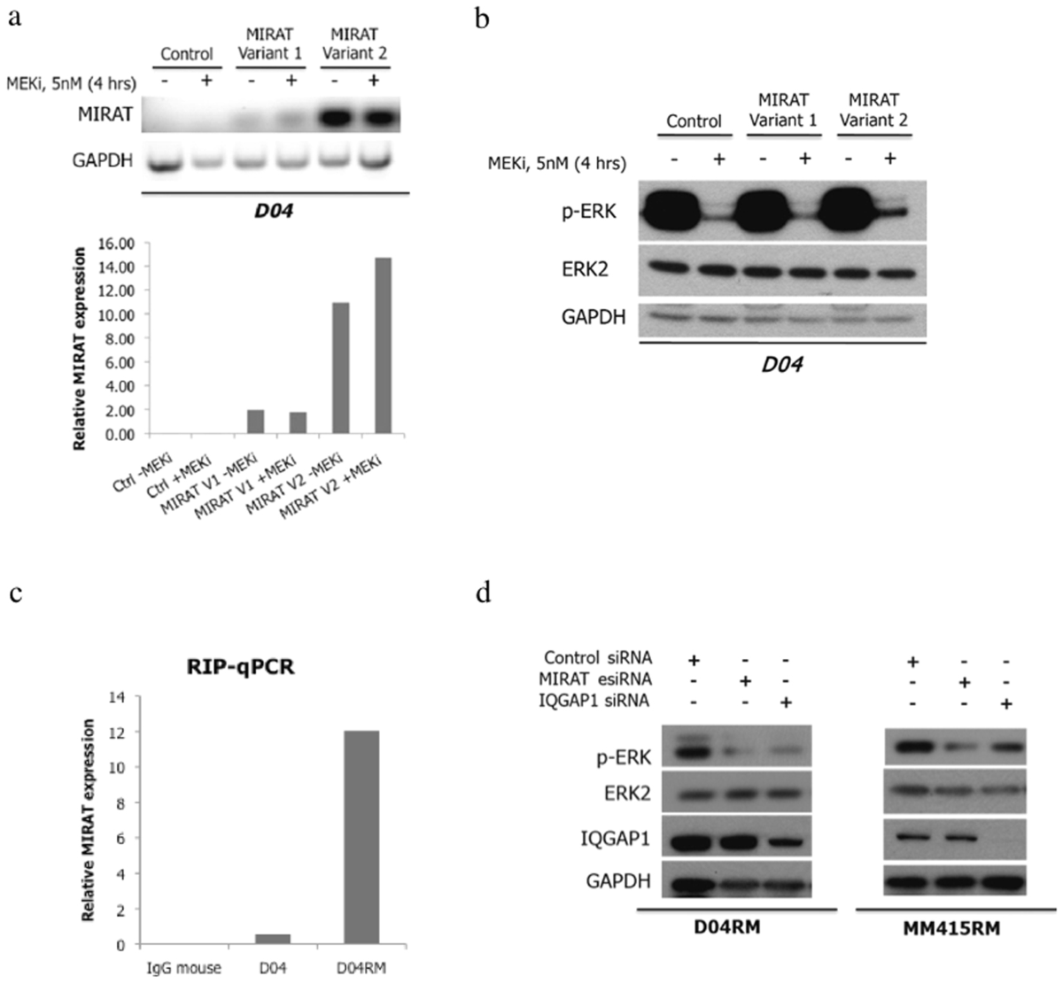 The lincRNA MIRAT binds to IQGAP1 and modulates the MAPK pathway in NRAS  mutant melanoma | Scientific Reports