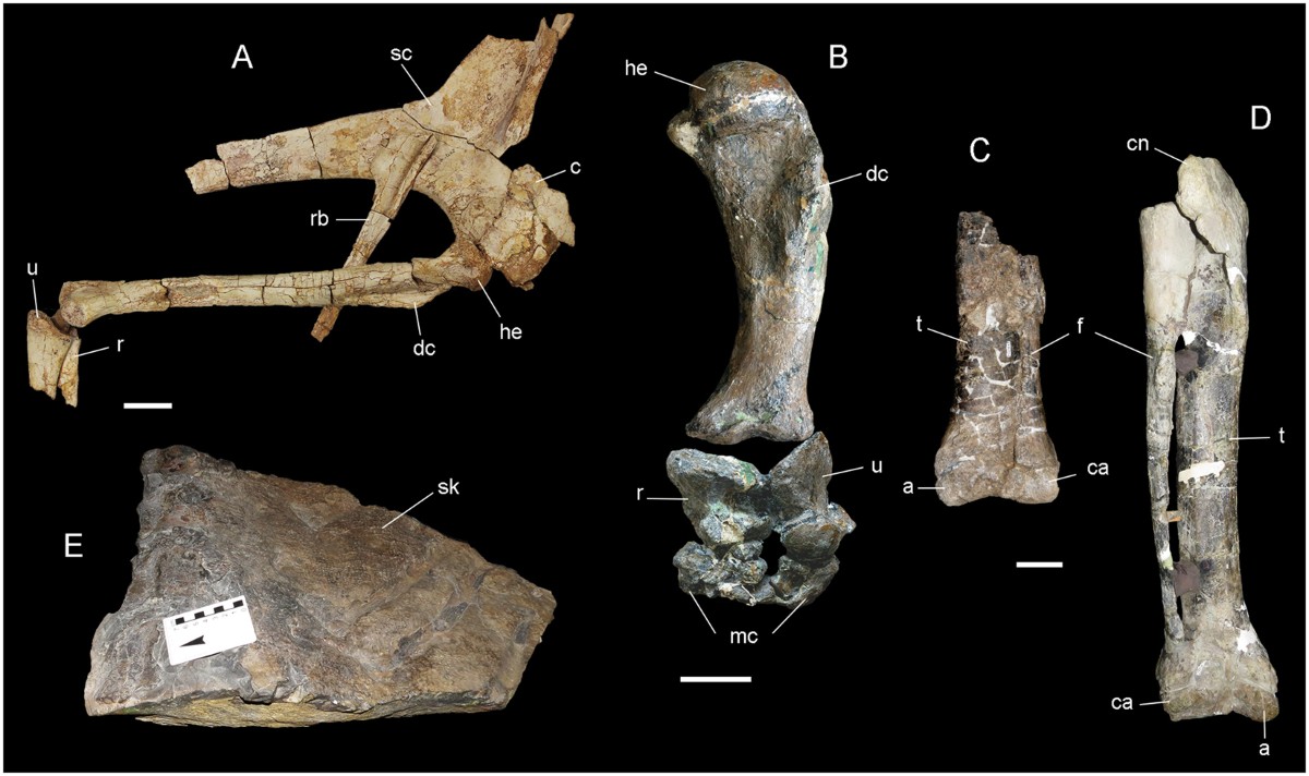 Ceratosaur palaeobiology: new insights on evolution and ecology of the  southern rulers | Scientific Reports, image size:1200x712