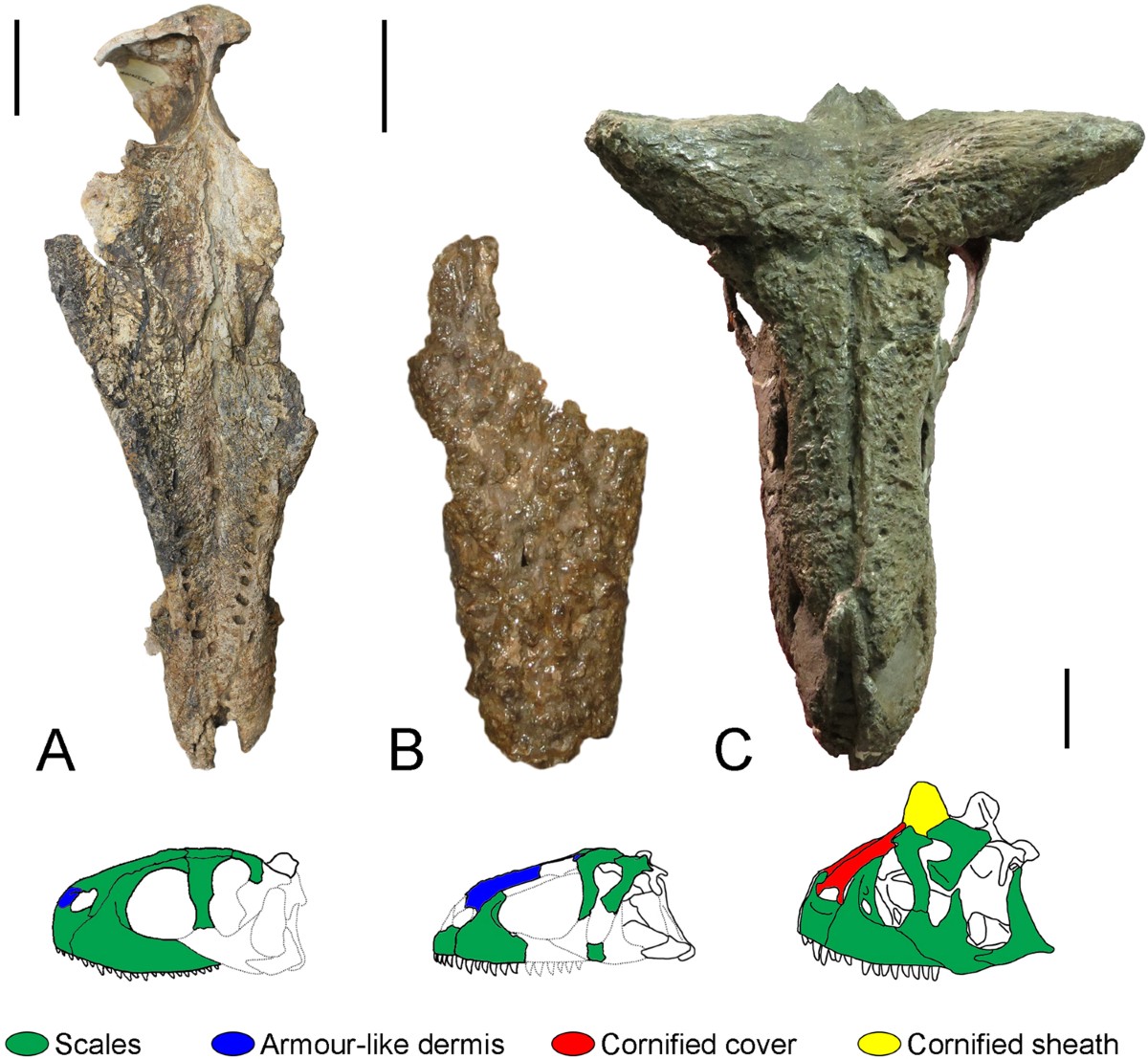 File:Utahraptor ostrommaysorum.png - Wikimedia Commons, image size:1200x1107