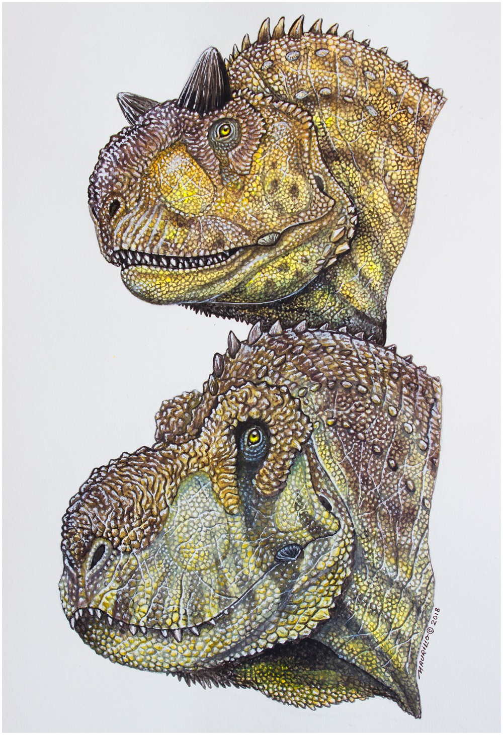 Sketch for Carnotaurus., image size:1000x1461