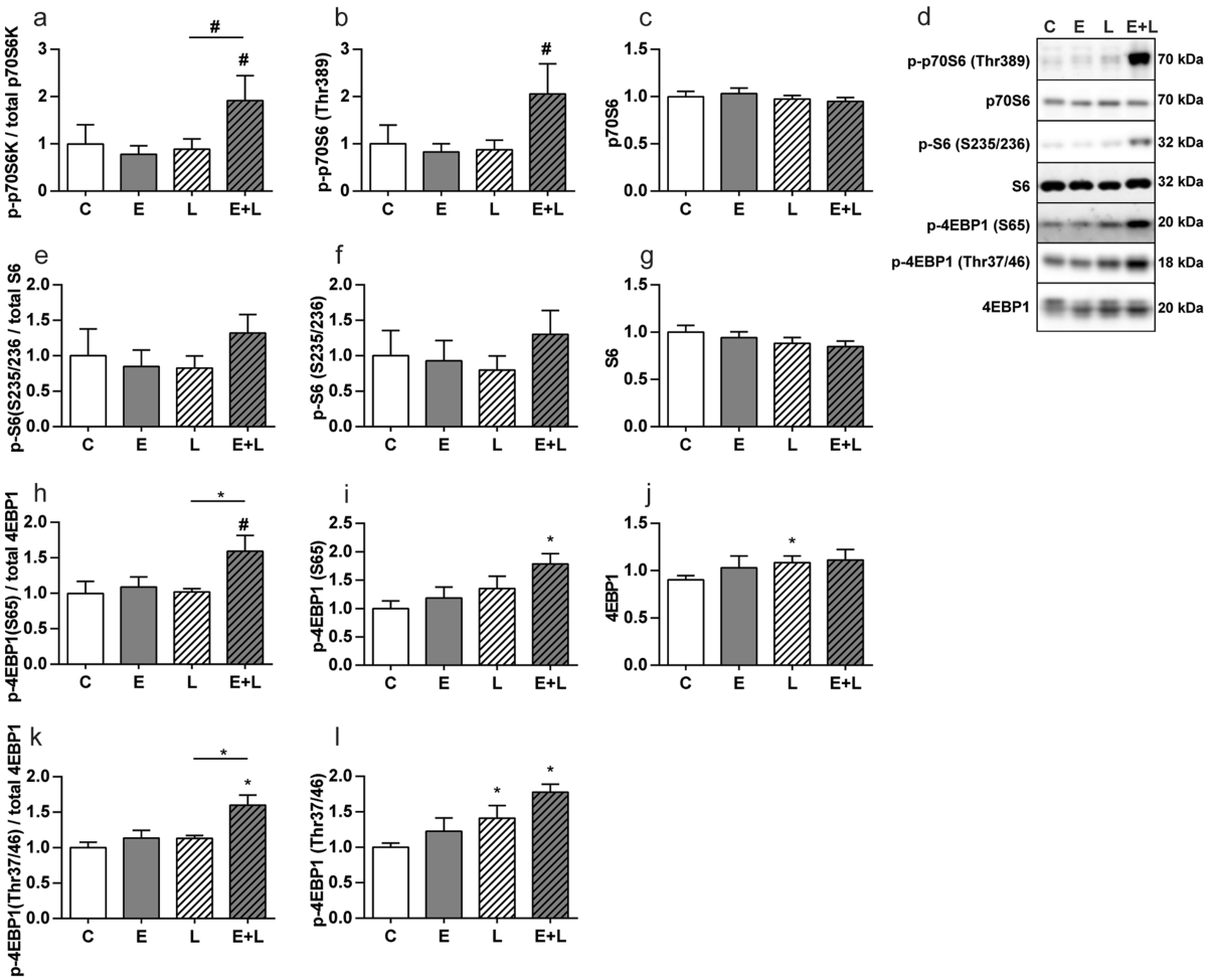 Altered protein turnover signaling and myogenesis during impaired recovery  of inflammation-induced muscle atrophy in emphysematous mice | Scientific  Reports