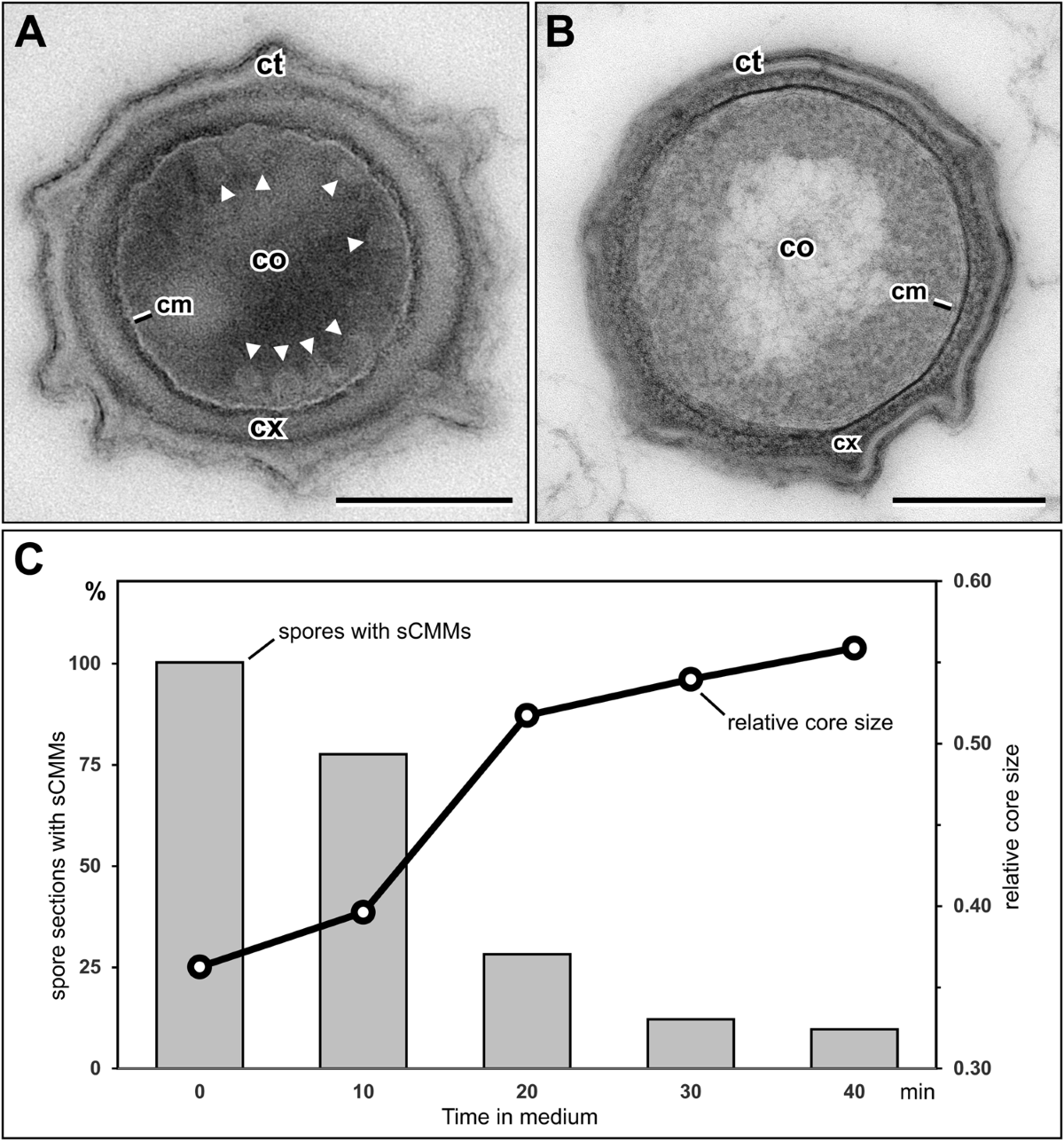 Intracellular membranes of bacterial endospores are reservoirs for spore  core membrane expansion during spore germination | Scientific Reports