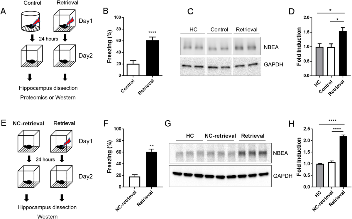 The Possible Role of Neurobeachin in Extinction of Contextual Fear Memory |  Scientific Reports