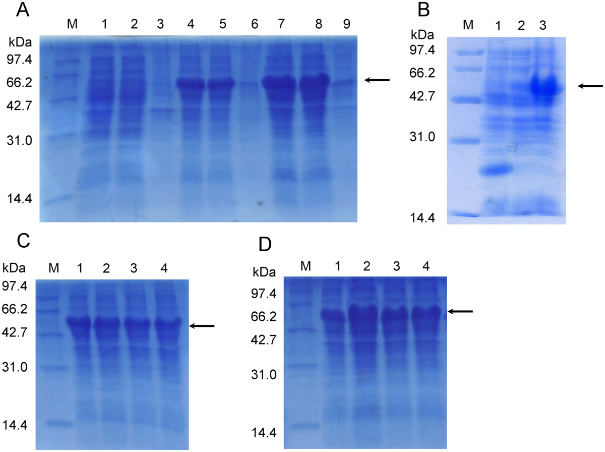 Thymosin Alpha1-Fc Modulates the Immune System and Down-regulates the  Progression of Melanoma and Breast Cancer with a Prolonged Half-life |  Scientific Reports