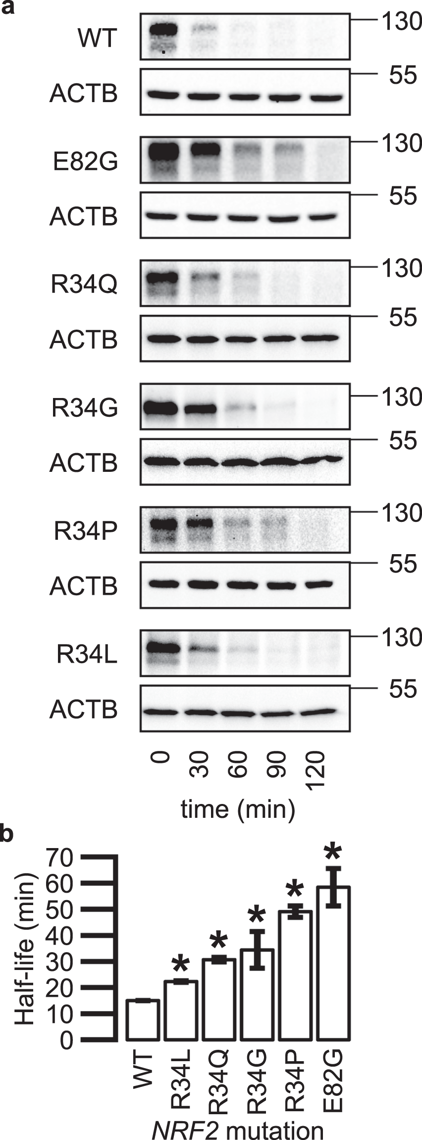 A catalogue of somatic NRF2 gain-of-function mutations in cancer |  Scientific Reports