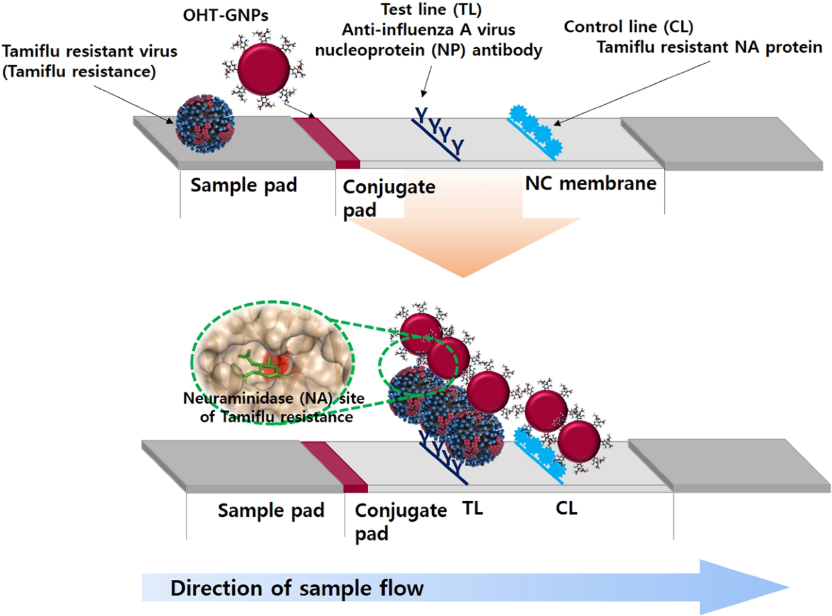semaglutide and tamiflu Rapid and simple detection of Tamiflu-resistant influenza virus:  Development of oseltamivir derivative-based lateral flow biosensor for  point-of-care (POC) diagnostics
