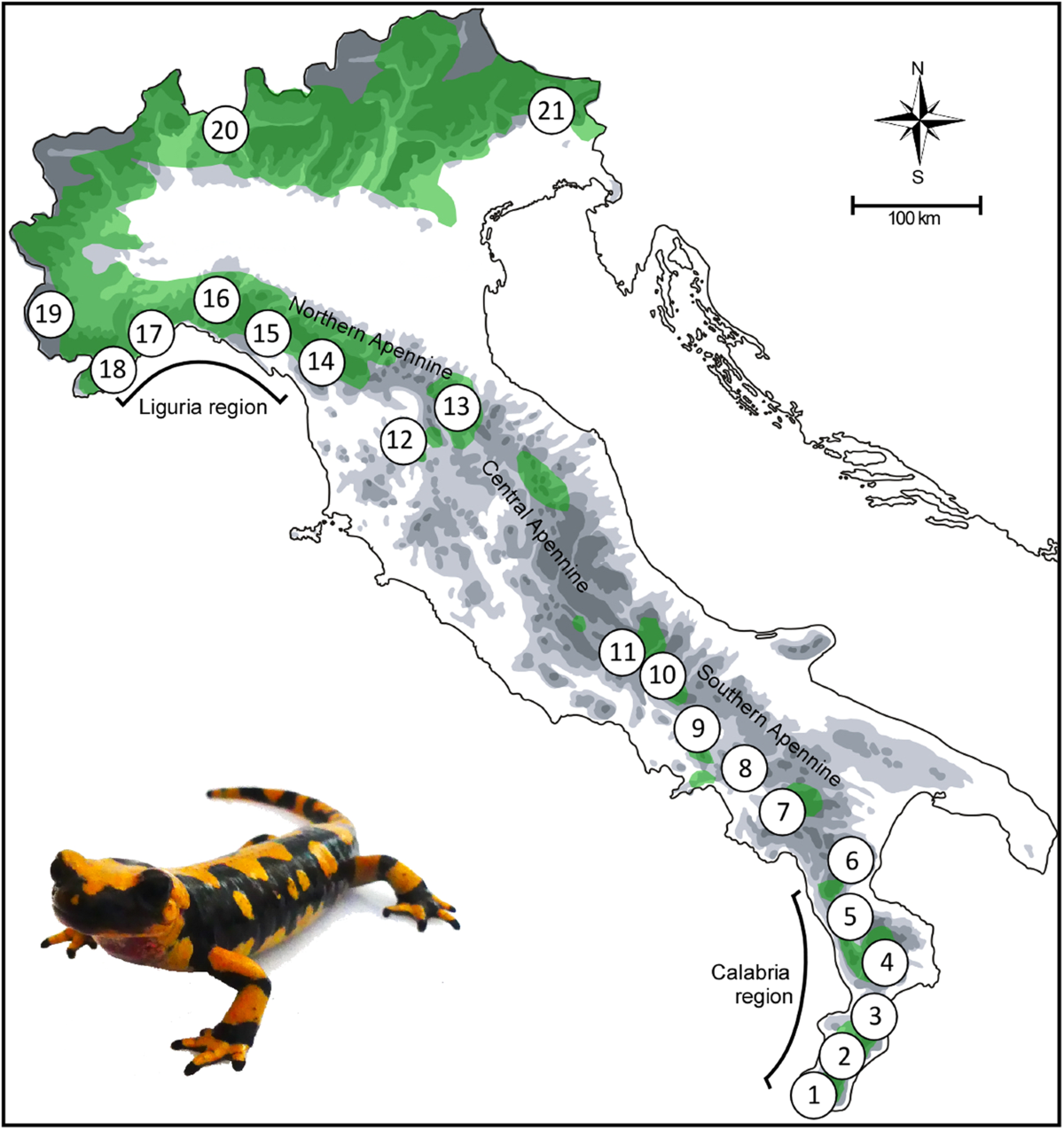 Hybridization and extensive mitochondrial introgression among fire  salamanders in peninsular Italy | Scientific Reports